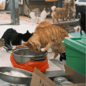 feral cats in Katy, Texas