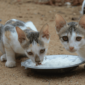 feral kittens in Katy, Texas