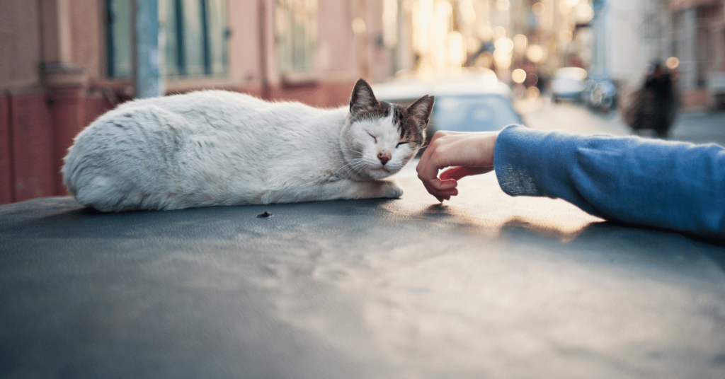 Caring for Community Cats in West Houston