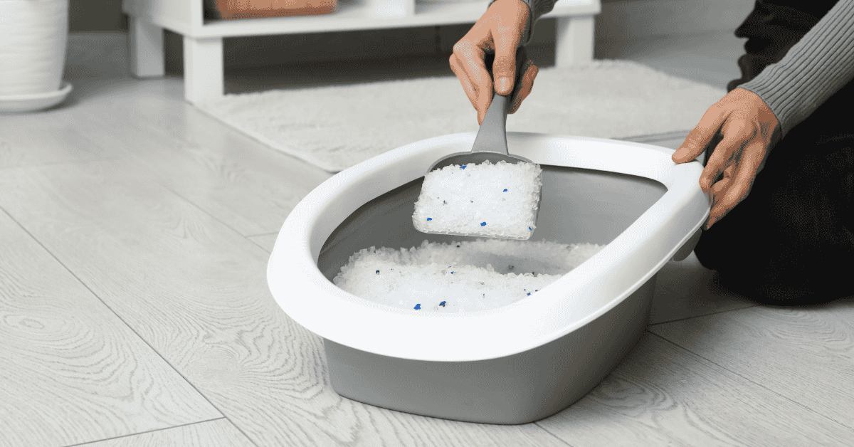 pet sitter in Katy, TX scooping a litter box. What Does a Pet Sitter Do?