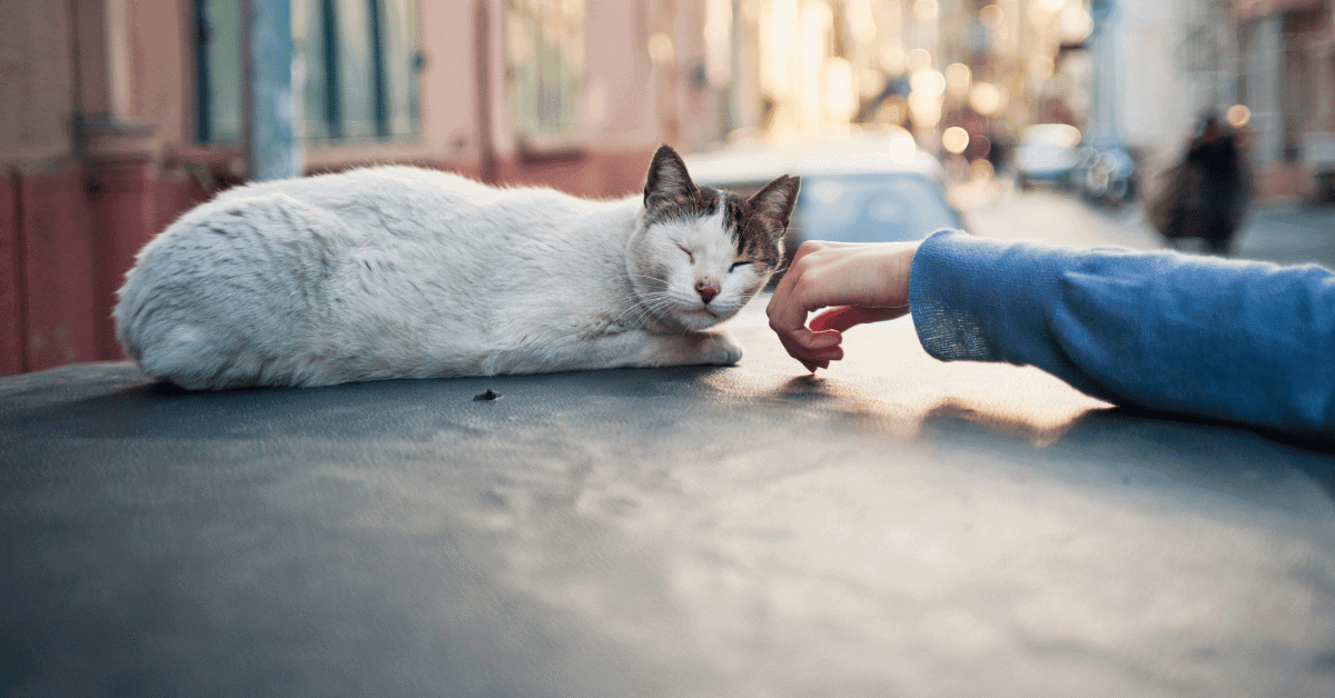 Caring for Community Cats in West Houston