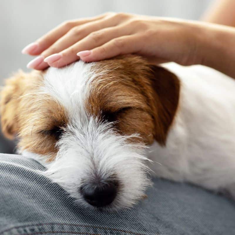 woman petting dog