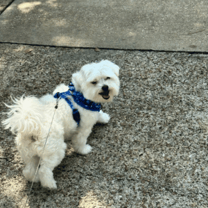 happy dog walking in Katy, Texas with Animal Admiration Pet Care dog walker
