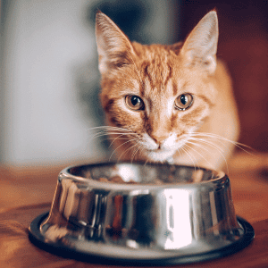 Celebrate National Cook for Your Pets Day in West Houston - cat with bowl