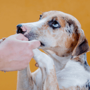shelter volunteer holding a dog's paws