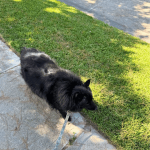 dog walking in Katy, Texas with Animal Admiration Pet Care dog walker