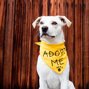 West Houston Rescues and Shelters - adoptable dog wearing bandana