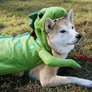 Howl-O-Ween at the Katy Dog Park dog in dinosaur costume
