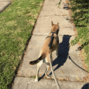 dog walking in Katy, Texas with Animal Admiration Pet Care