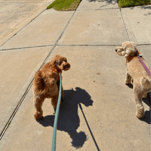 two dogs walking in Katy, Texas with Animal Admiration Pet Care dog walker