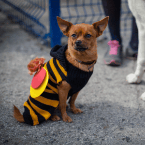 Howl-O-Ween at the Katy Dog Park dog in costume