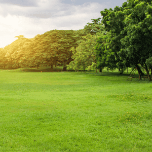 katy dog walking trails and parks
