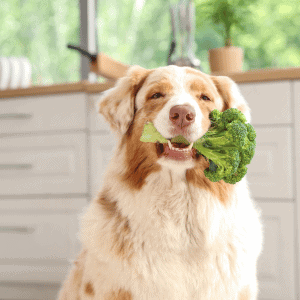 dog with head of broccoli in mouth - Katy, Texas