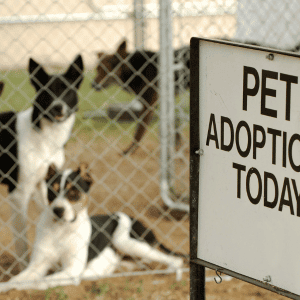 West Houston Rescues and Shelters - adoption event