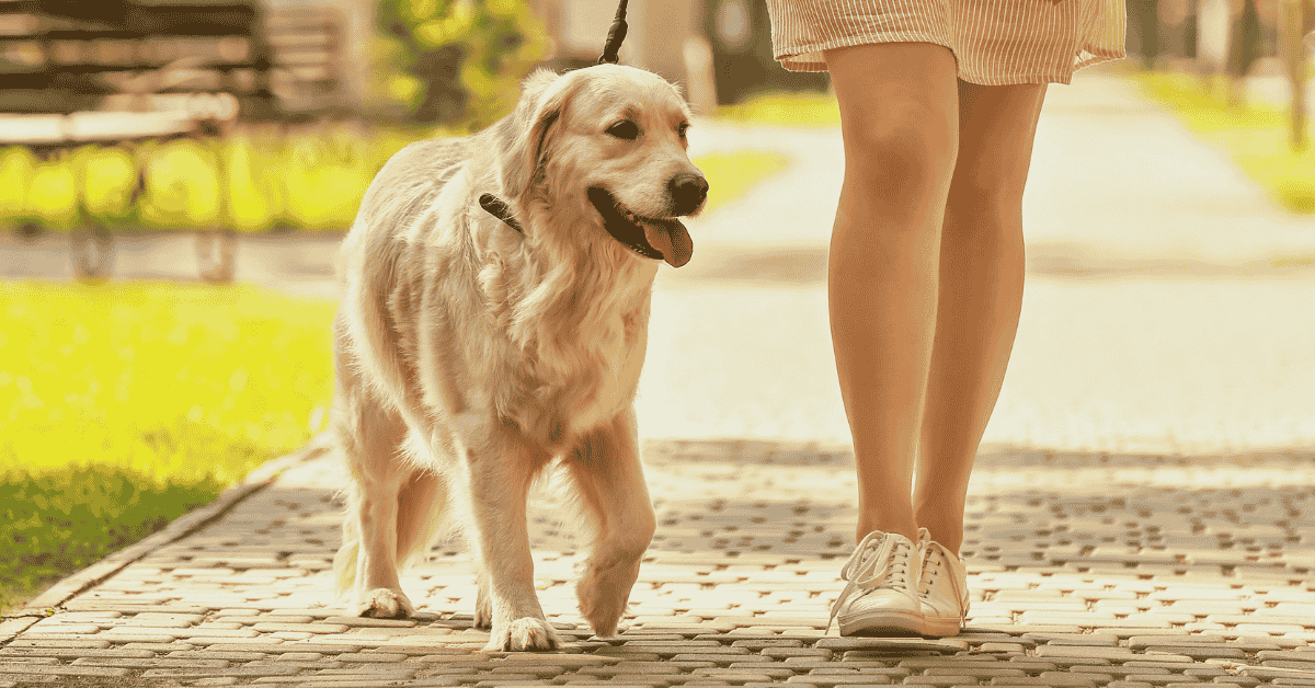 National Walk Your Dog Week - dog on walk in Katy, Texas