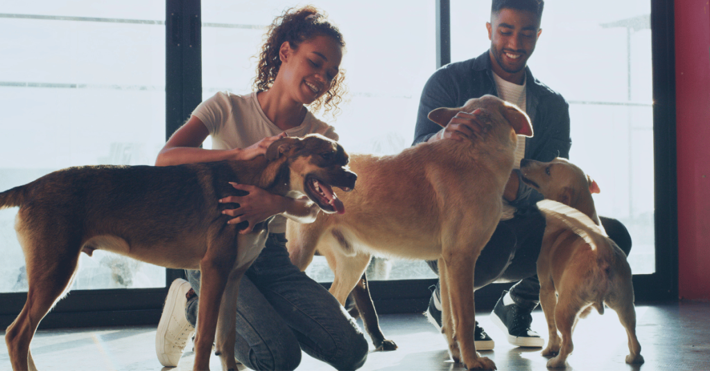 West Houston Rescues and Shelters - man and woman meeting adoptable dogs