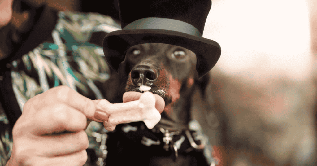 Howl-O-Ween at the Katy Dog Park dog in costume enjoying pup cup