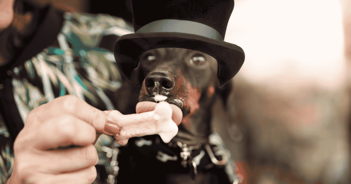 Howl-O-Ween at the Katy Dog Park dog in costume enjoying pup cup