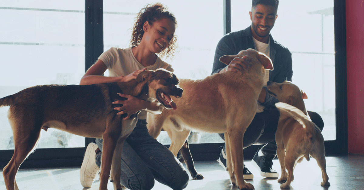 West Houston Rescues and Shelters - man and woman meeting adoptable dogs