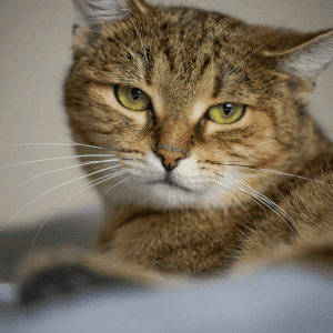 Understanding Aging in Cats - senior cat in Katy. Texas