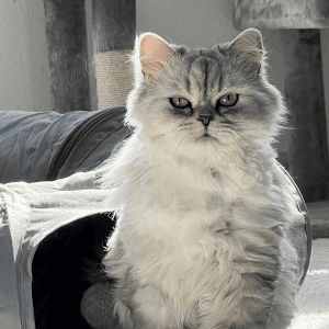 cat playing with Animal Admiration Pet Care cat sitter