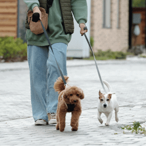 Houston’s Best Pet Sitters Animal Admiration Pet Care Dog Walker on a walk with two dogs