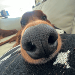 dog playing with Animal Admiration Pet Care dog walker