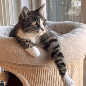 Understanding Aging in Cats - senior cat in Katy. Texas