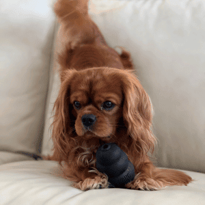 dog on couch playing with Animal Admiration Pet Care dog walker