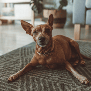 Houston’s Best Pet Sitters Animal Admiration Pet Care Dog in home