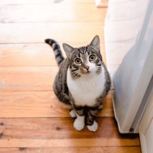 cat in Katy Houston home