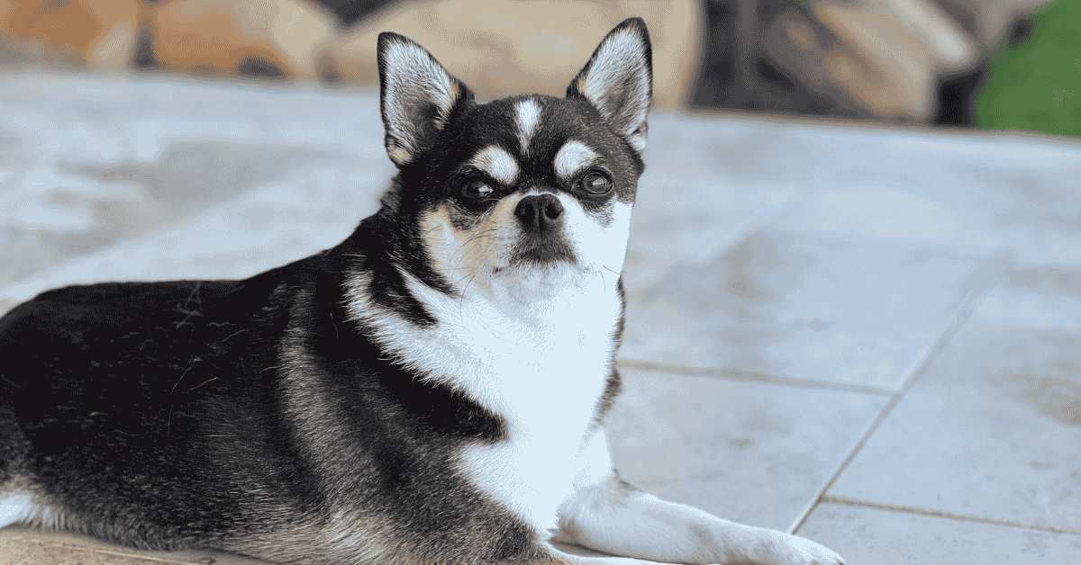 Do Our Pets Feel Thankful? dog with Animal Admiration Pet Care dog walker