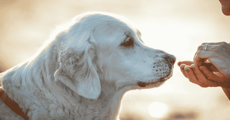 How Professional Pet Sitters Support Senior Dogs