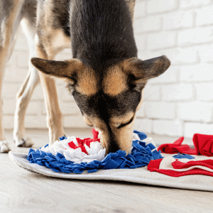 dog eating from snuffle mat in Katy, TX