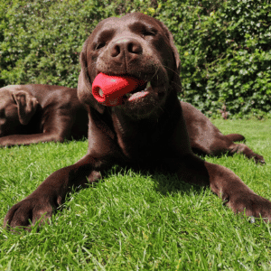 dog chewing on toy in katy, TX yard
