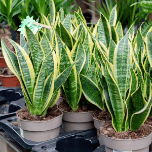 plant nursery katy, TX