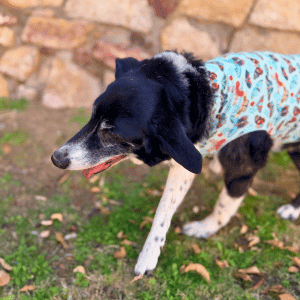 dog walking in katy, TX wearing sun shield shirt