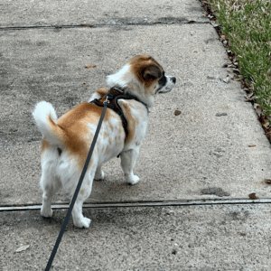 dog on walk in Katy, TX with Animal Admiration Pet Care dog walker