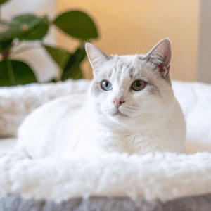 cat sitting in a Katy, TX home