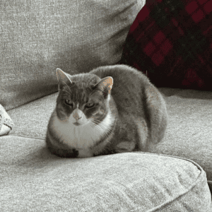 cat sitting on couch in Katy, TX