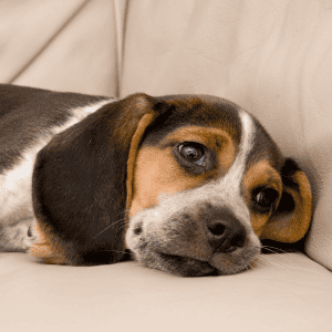 bored dog in Katy, Texas