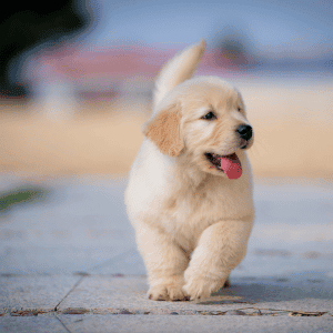 puppy walking in Katy, TX backyard - How Often Should My Dog Be Walked During the Workday?