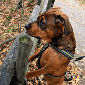 dog walking on leash katy, texas