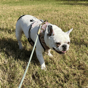 dog walking with Animal Admiration Pet Care dog walker in Katy, TX