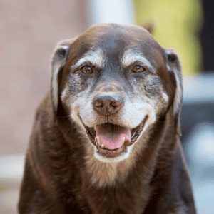 senior dog walking in Katy, TX backyard