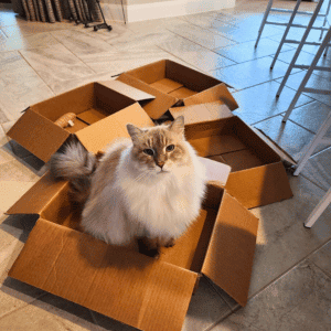 cat in box in West Houston home