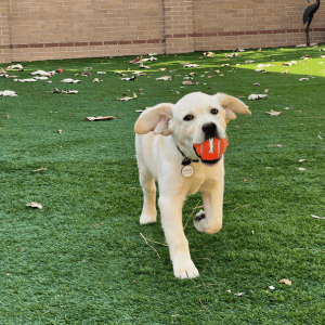 puppy playing in Katy, Texas