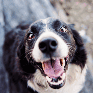 border collie smiling in Katy, TX