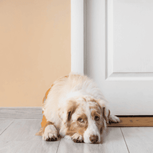 dog waiting for pet sitter in Katy, TX