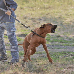 reactive dog in katy, Texas